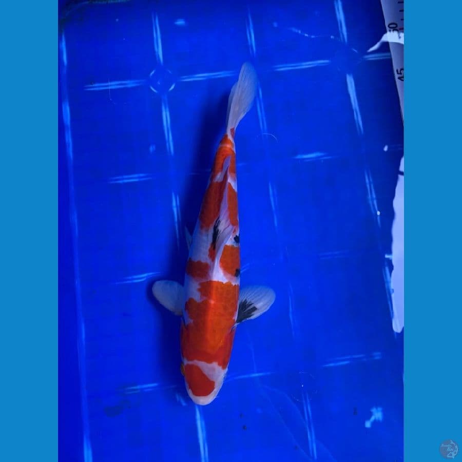 Showa tategoi 29Cm bahan keep { male} sirip kecil sebelah bisa pulih