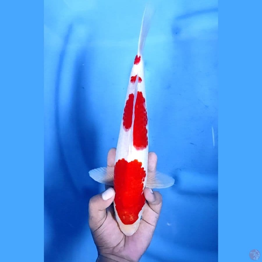 31CM # KOHAKU - M