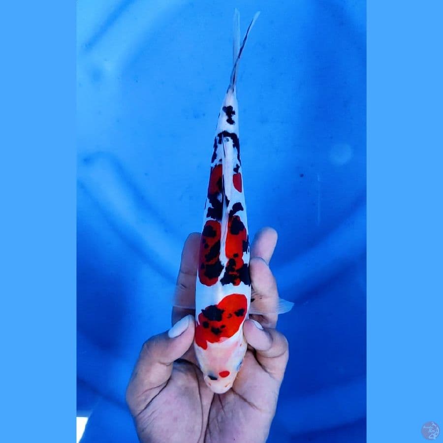 23CM # DOITSU MURNI - F