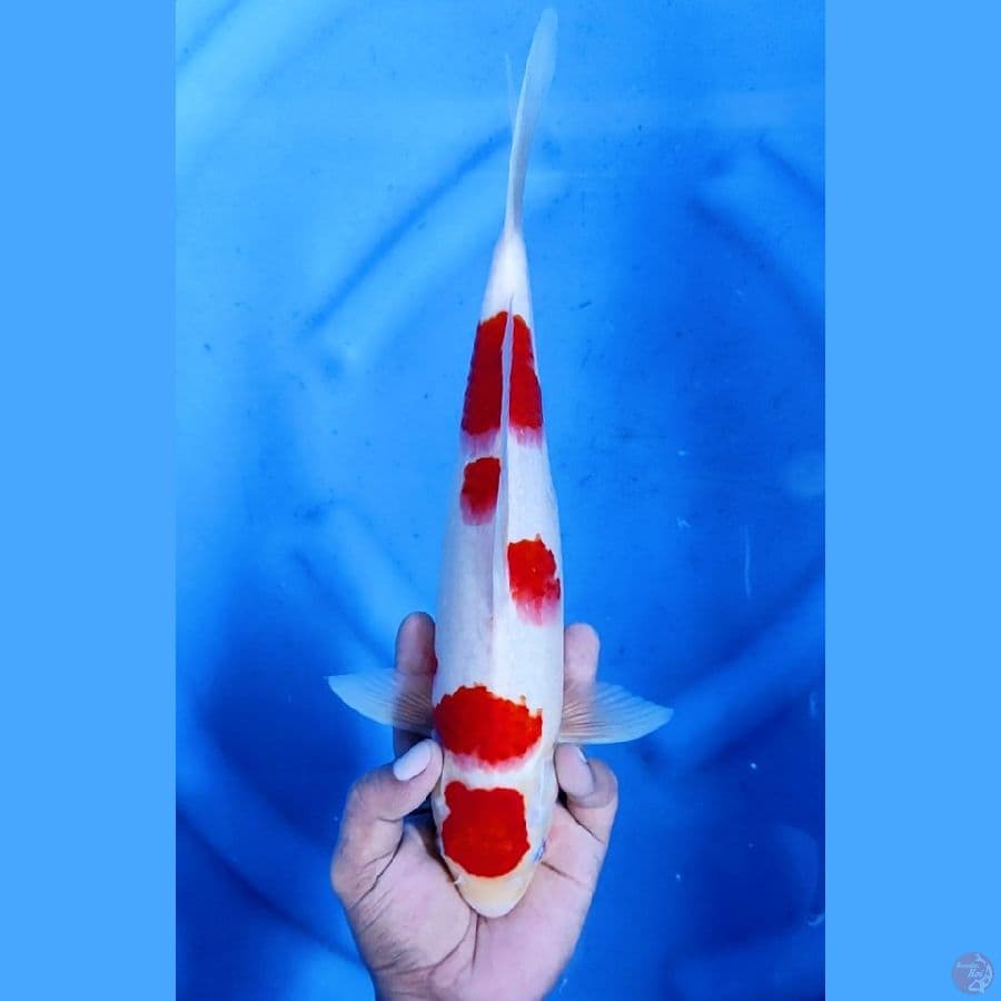 33CM # KOHAKU - F