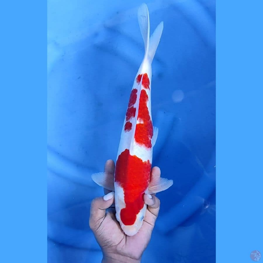 35CM # KOHAKU STRONG - F