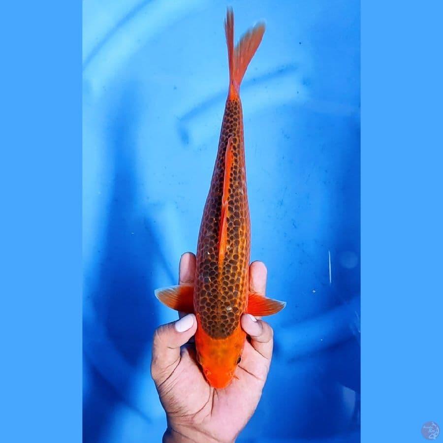 31CM # AKA MATSUBA - F