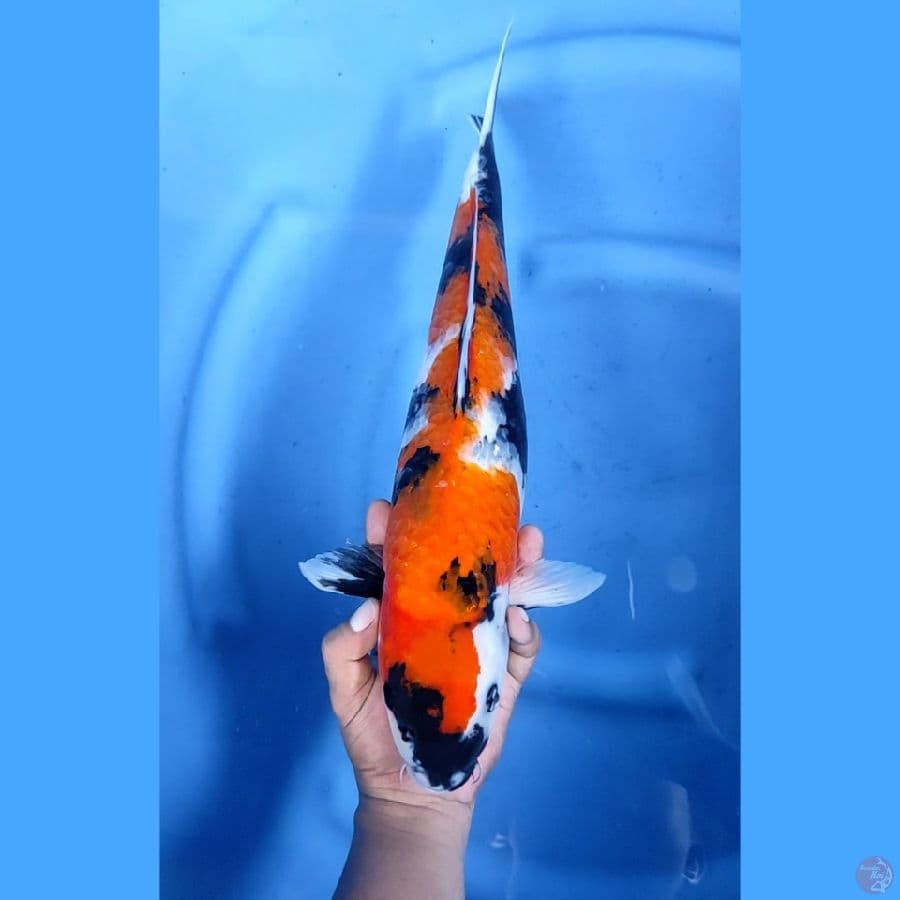 45CM # JUMBO SHOWA - F