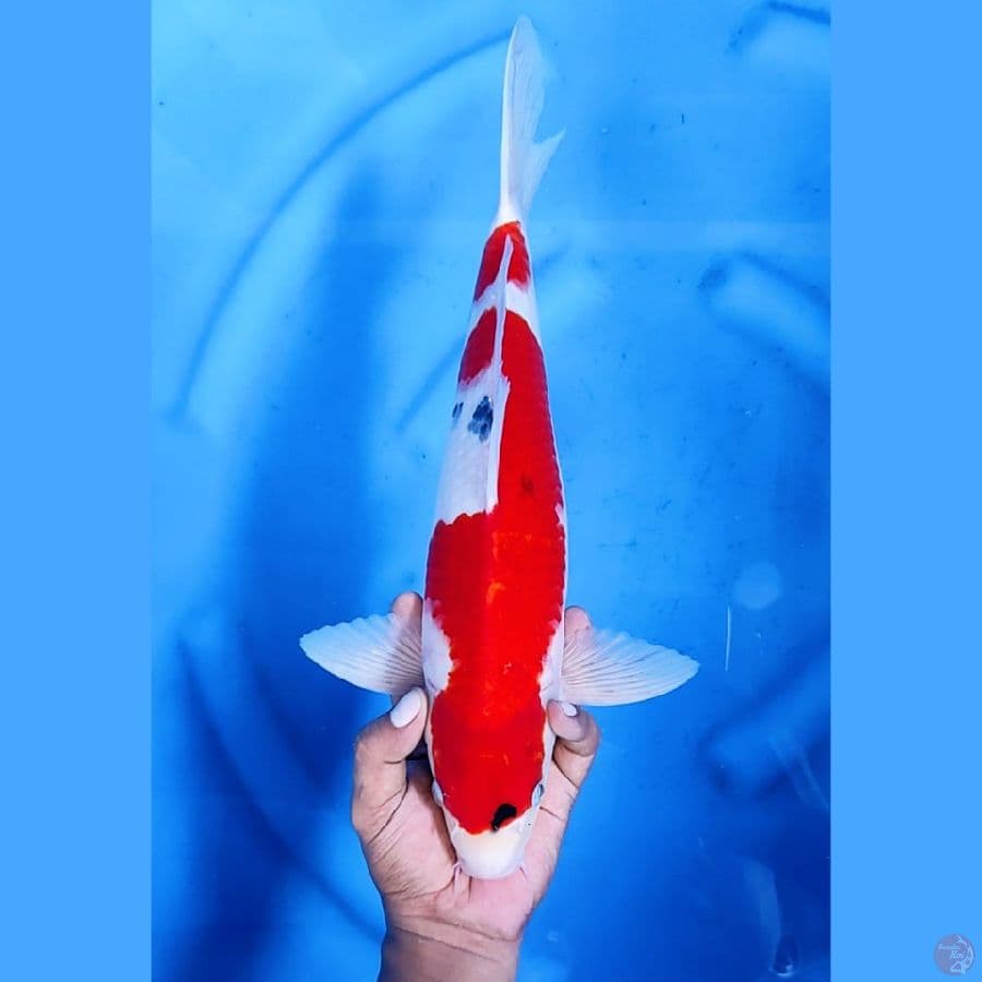 40CM # SANKE - M