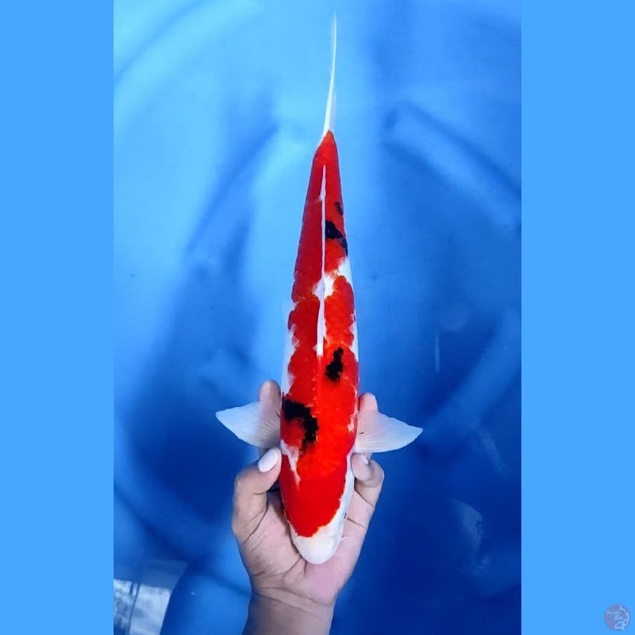 40CM # SANKE STRONG - M