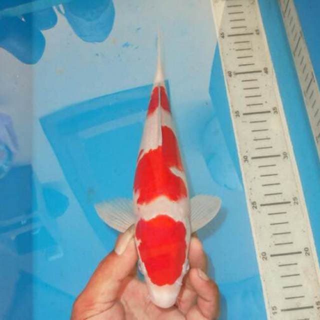 KOHAKU BAGUS