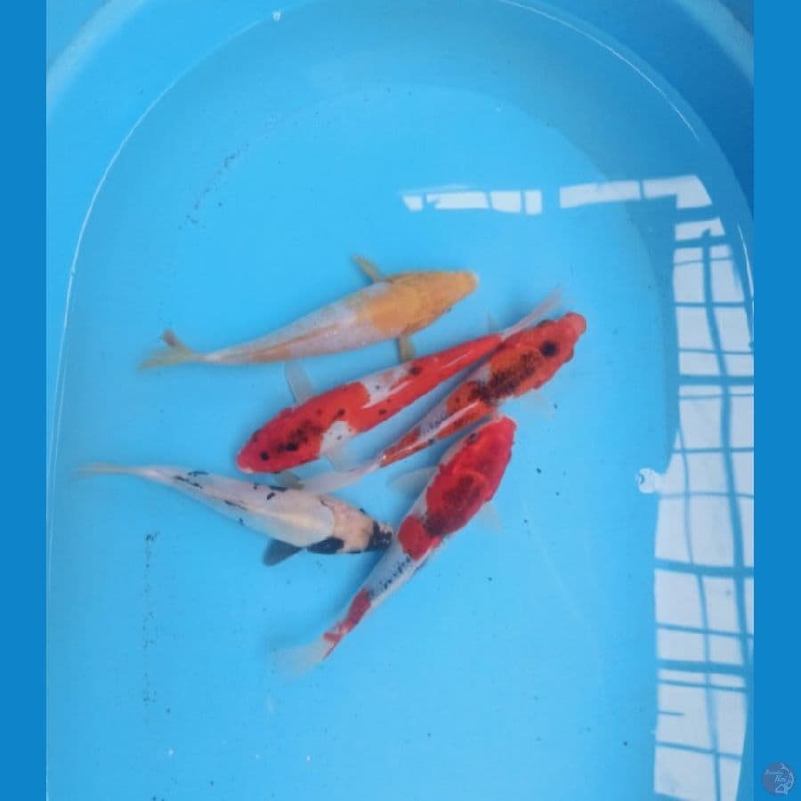 Paket Mix 5 ekor 21-24 cm