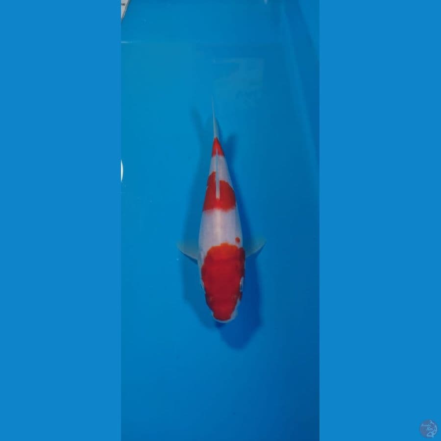Kohaku 21cm F1 sakai blood line simple love