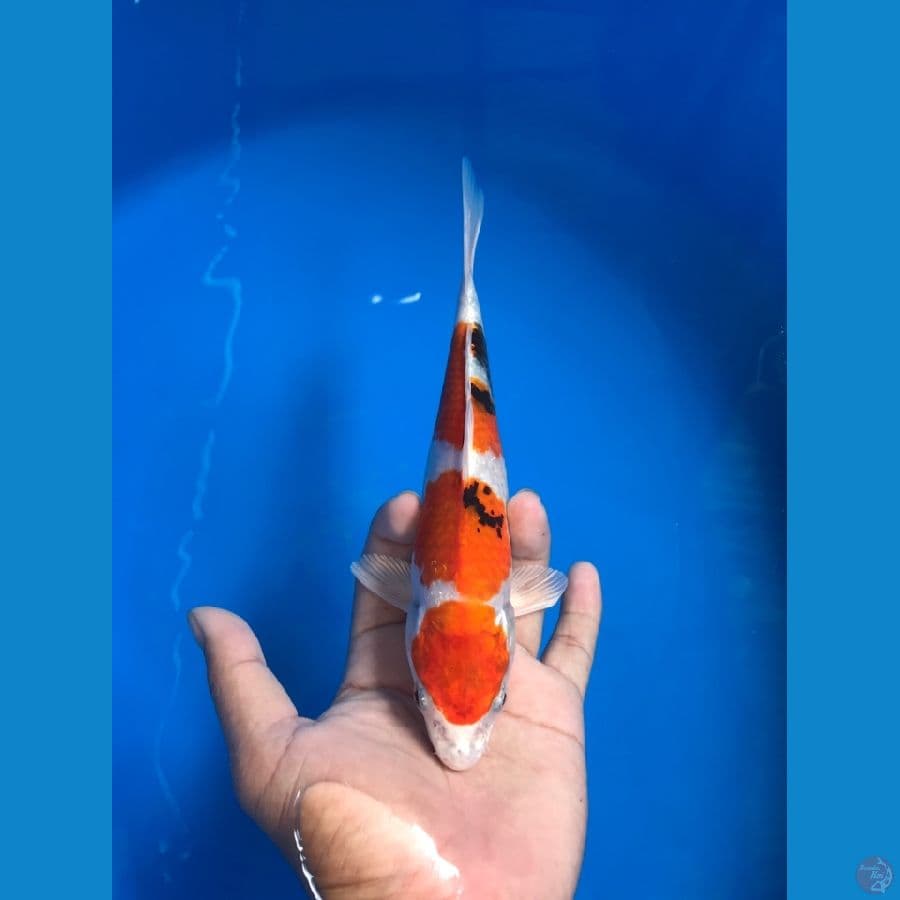 showa 23cm