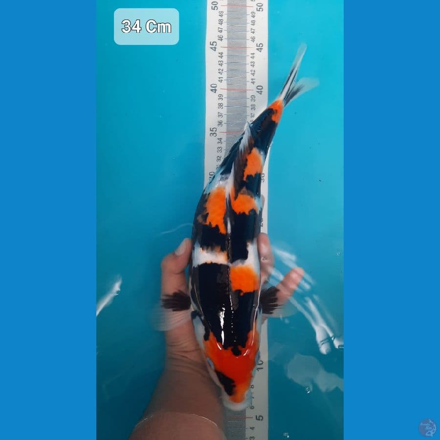Showa Bahan Kualitas 34Cm