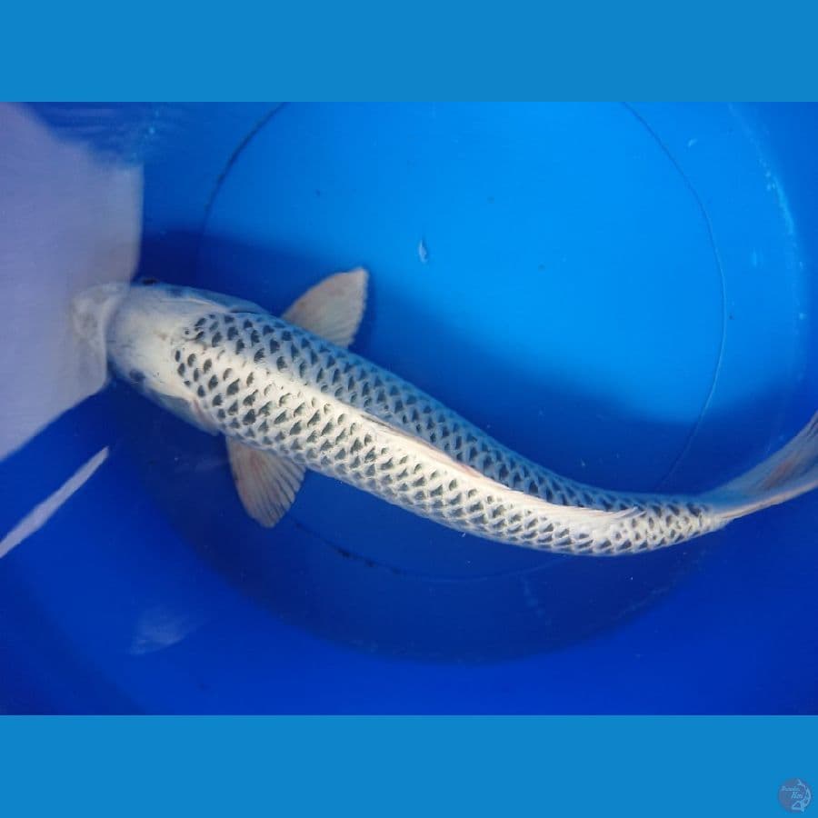 gin matsuba ring rapi hq 48cm mAle