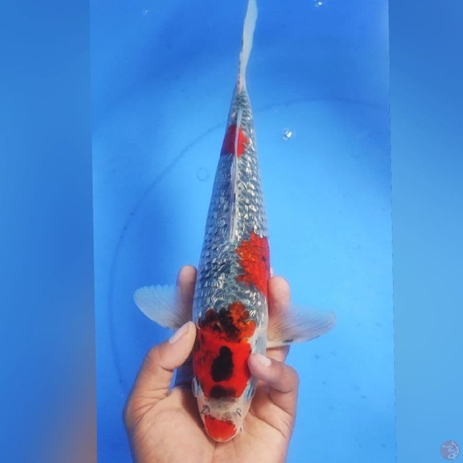 GHOSIKI GINDRIN 34CM