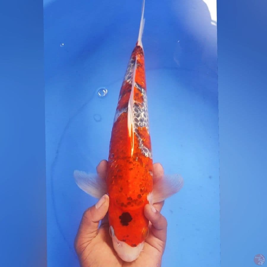 GHOSIKI 37CM