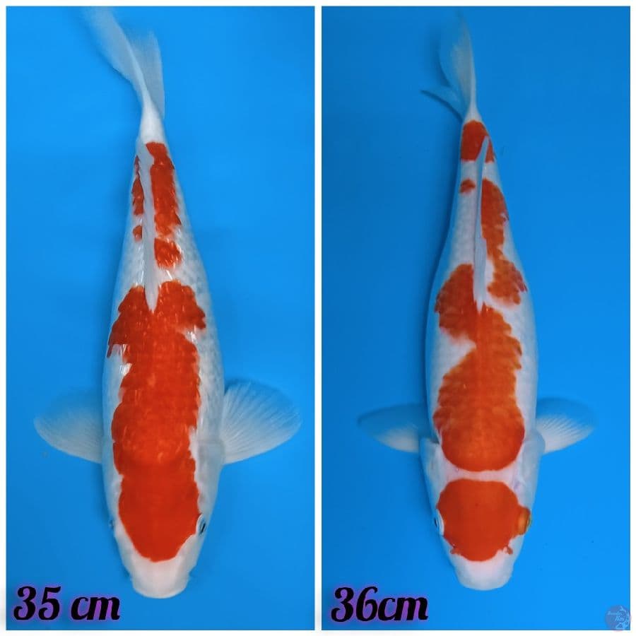 2 EKOR KOHAKU gindrin sama non gindrin