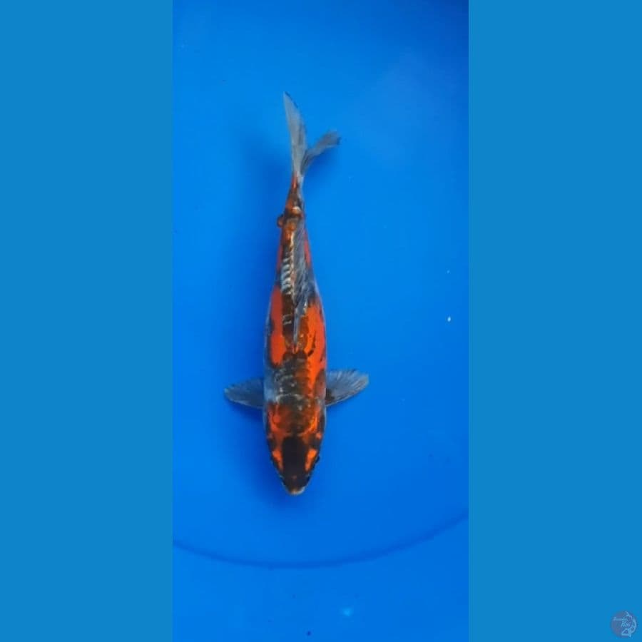 kikokuriyu