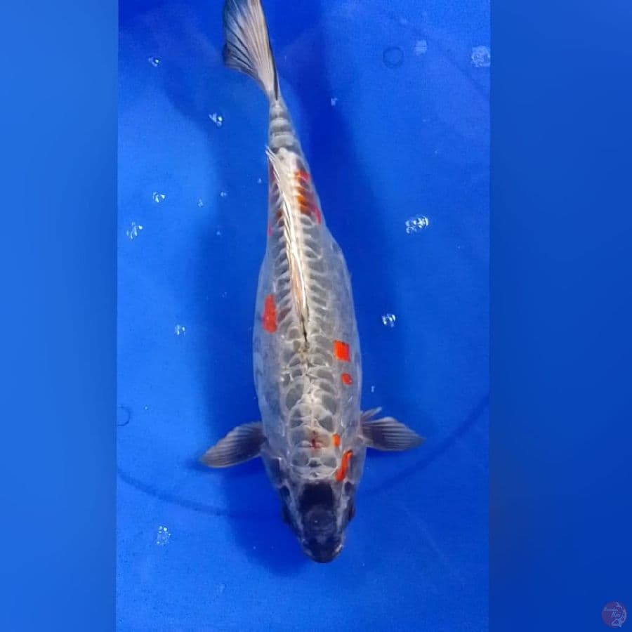 KIKO 39CM