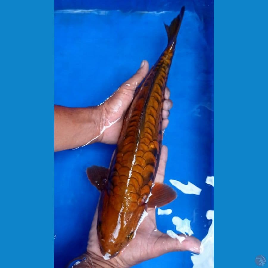 jantan 45 cm