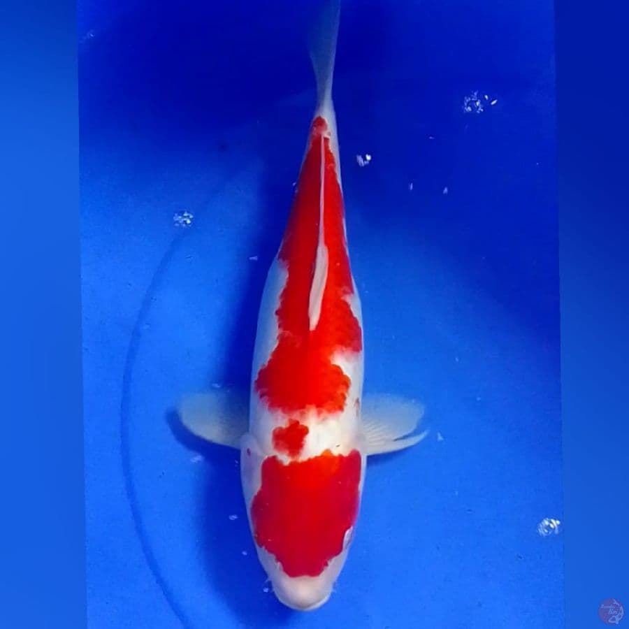 KOHAKU 35CM