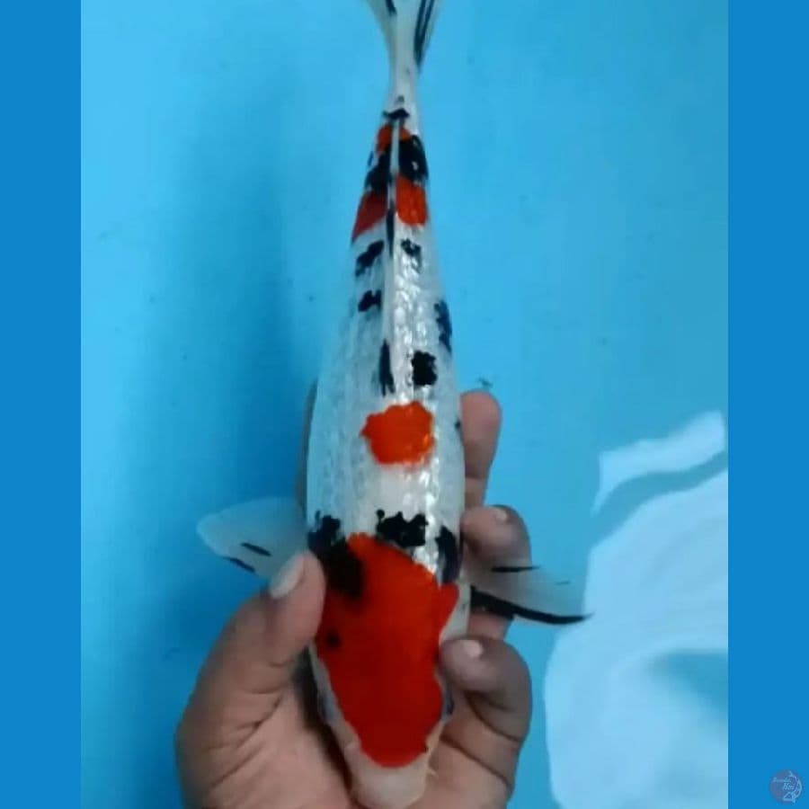 SANKE 29 CM
