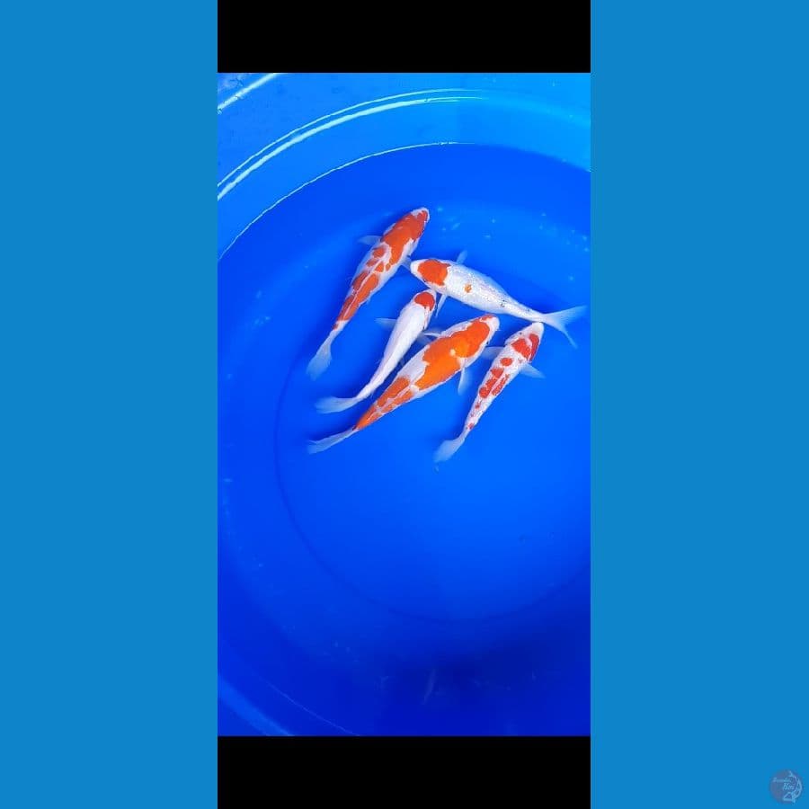 PAKET KOHAKU