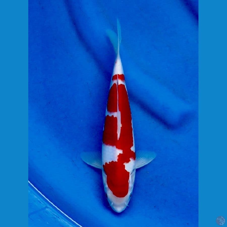 26cm , Kohaku ori male