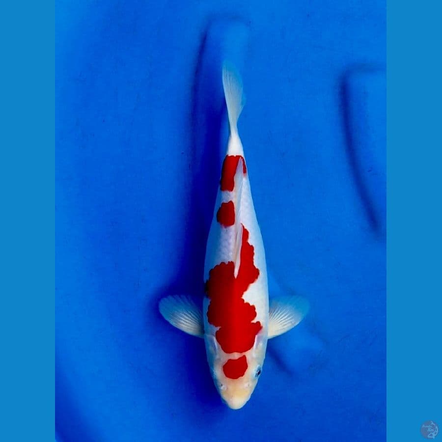 29cm , Male kohaku