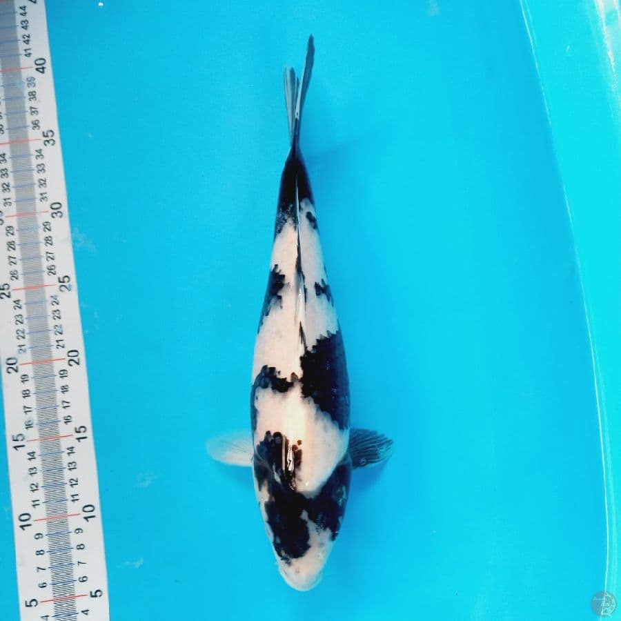 SHIRO//FM/33 CM