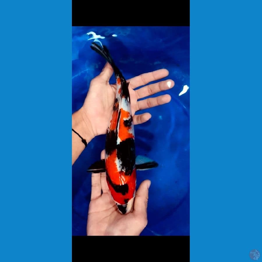 SHOWA SQ 31 cm