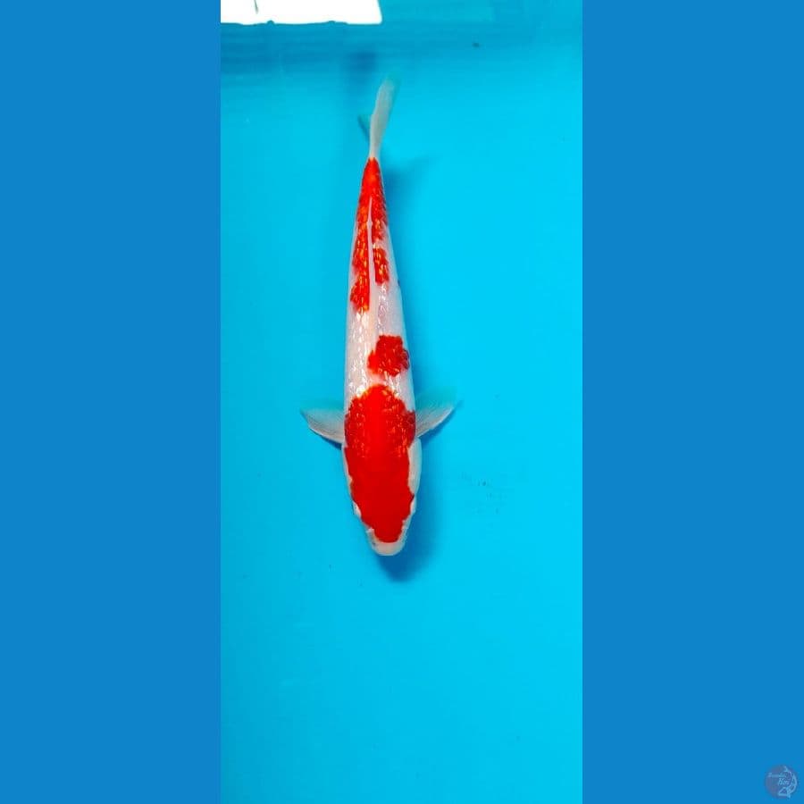kohaku ginrin 25cm