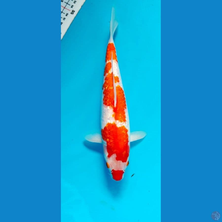 kohaku 28cm