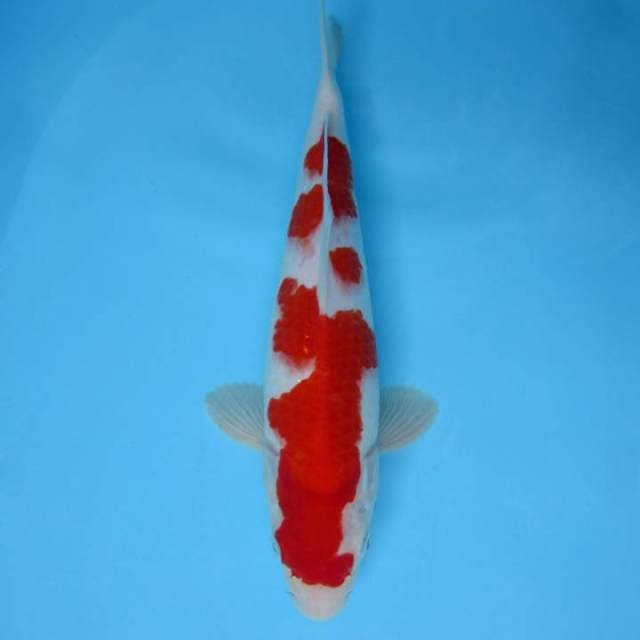 TENJI KU 6 ~ KOHAKU,-