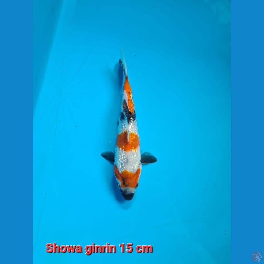Bahan Showa ginrin 15 cm joss
