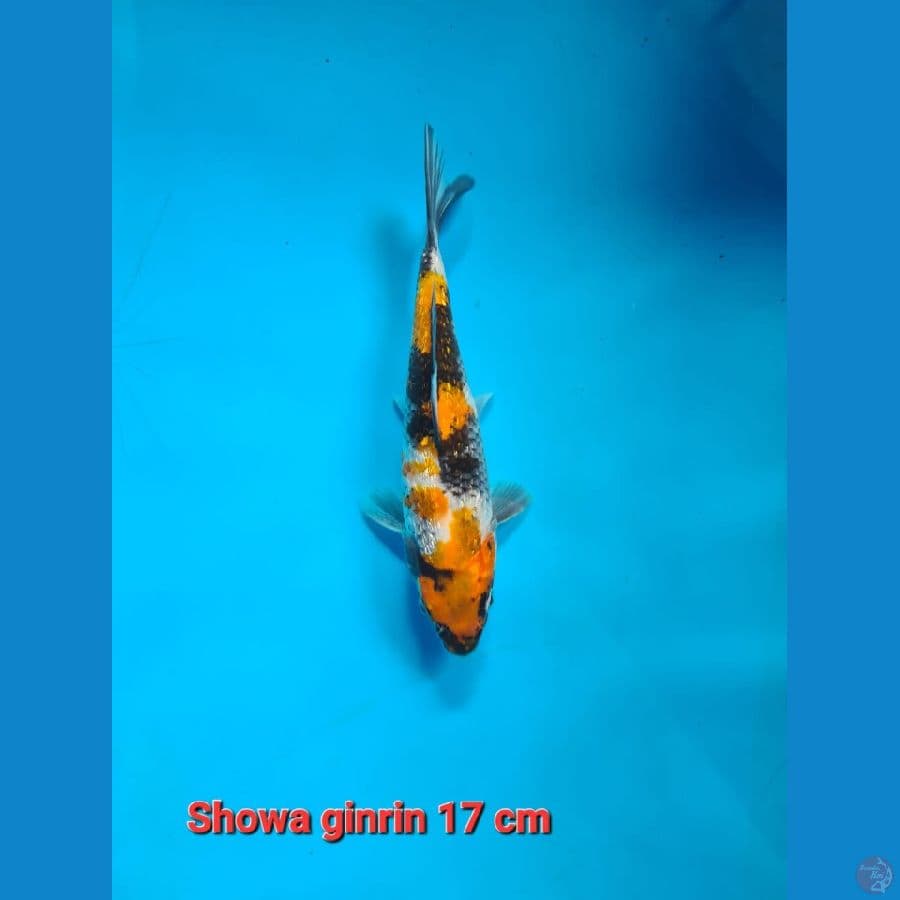 Showa ginrin 17 cm Bahan jos
