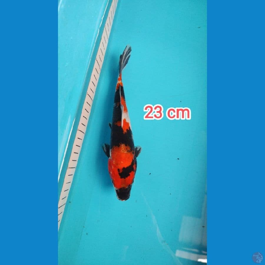 showa 23 cm
