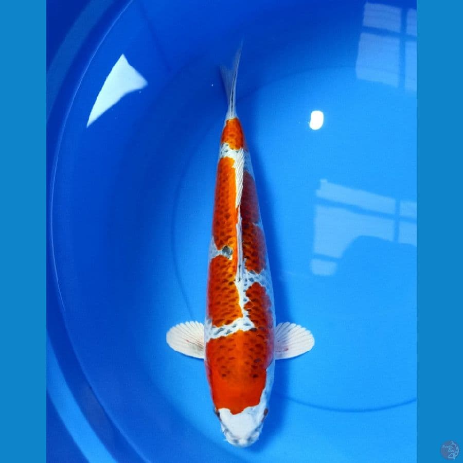 KUJAKU 40CM MALE