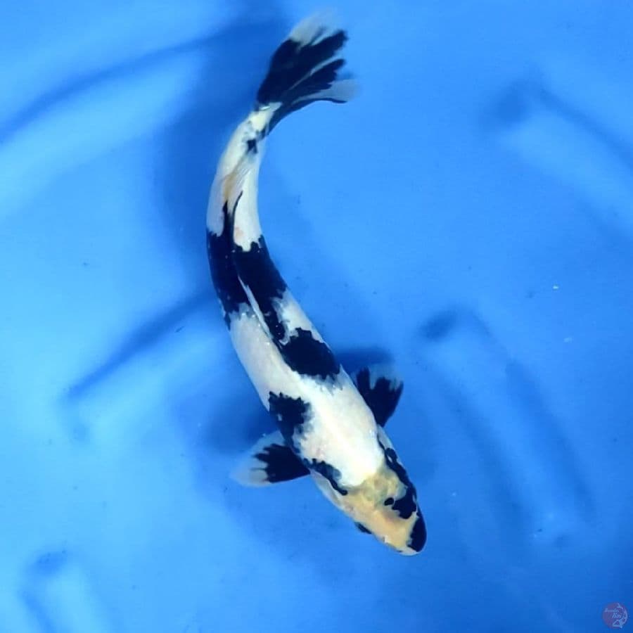 35CM # SHIRO - M