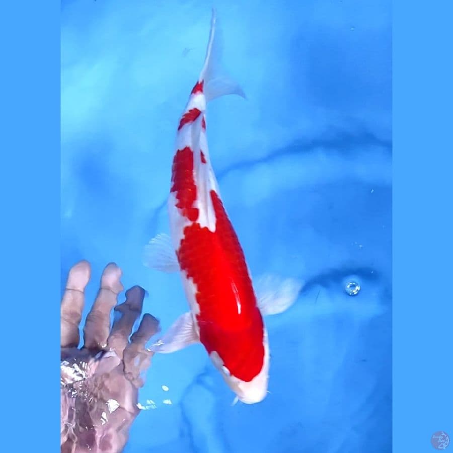 32CM # KOHAKU STRONG - M