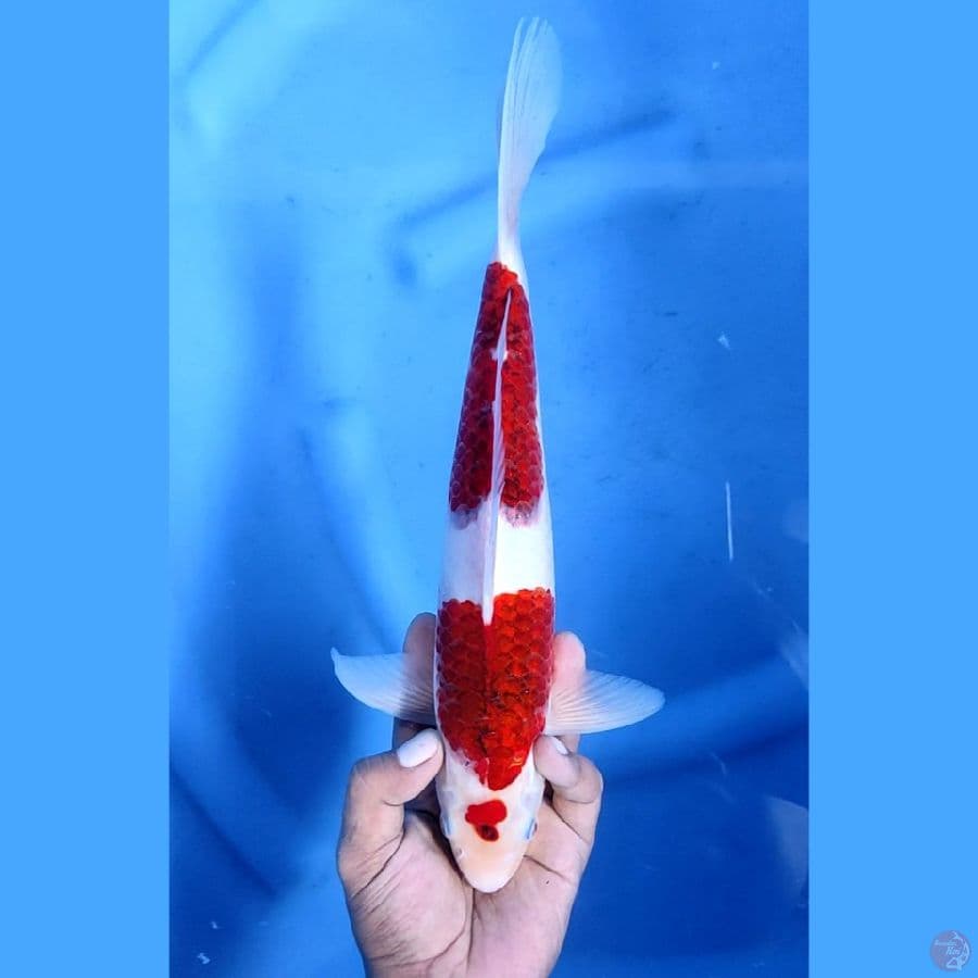 32CM # KOROMO - M