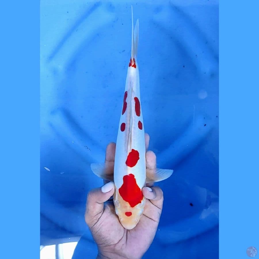 28CM # DOITSU MURNI KOHAKU - M