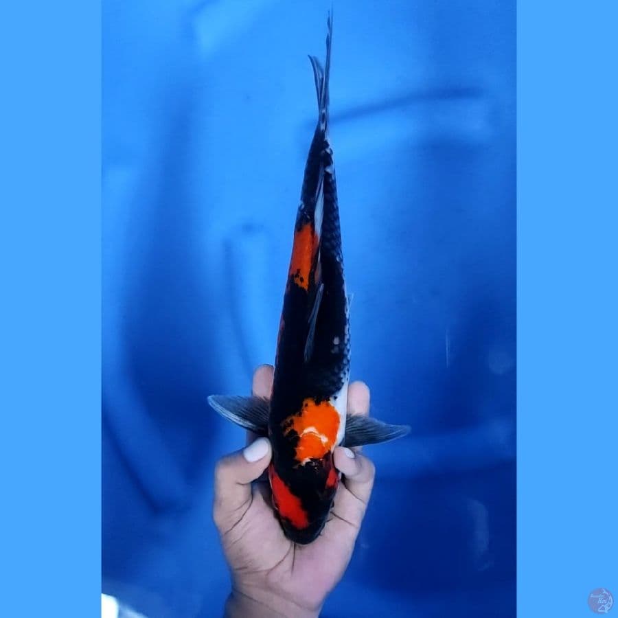 35CM # SHOWA MANTAP - M