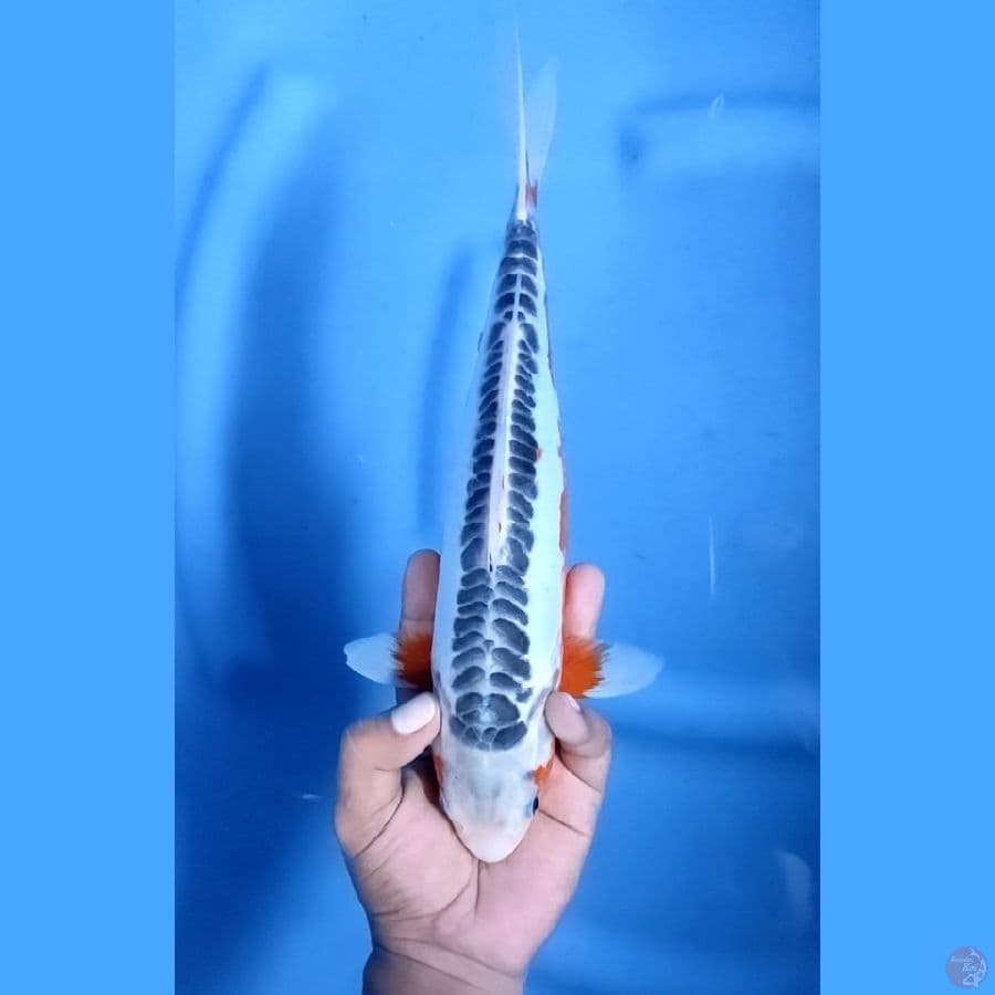 31CM # SHUSUI HANA SEIMBANG - F