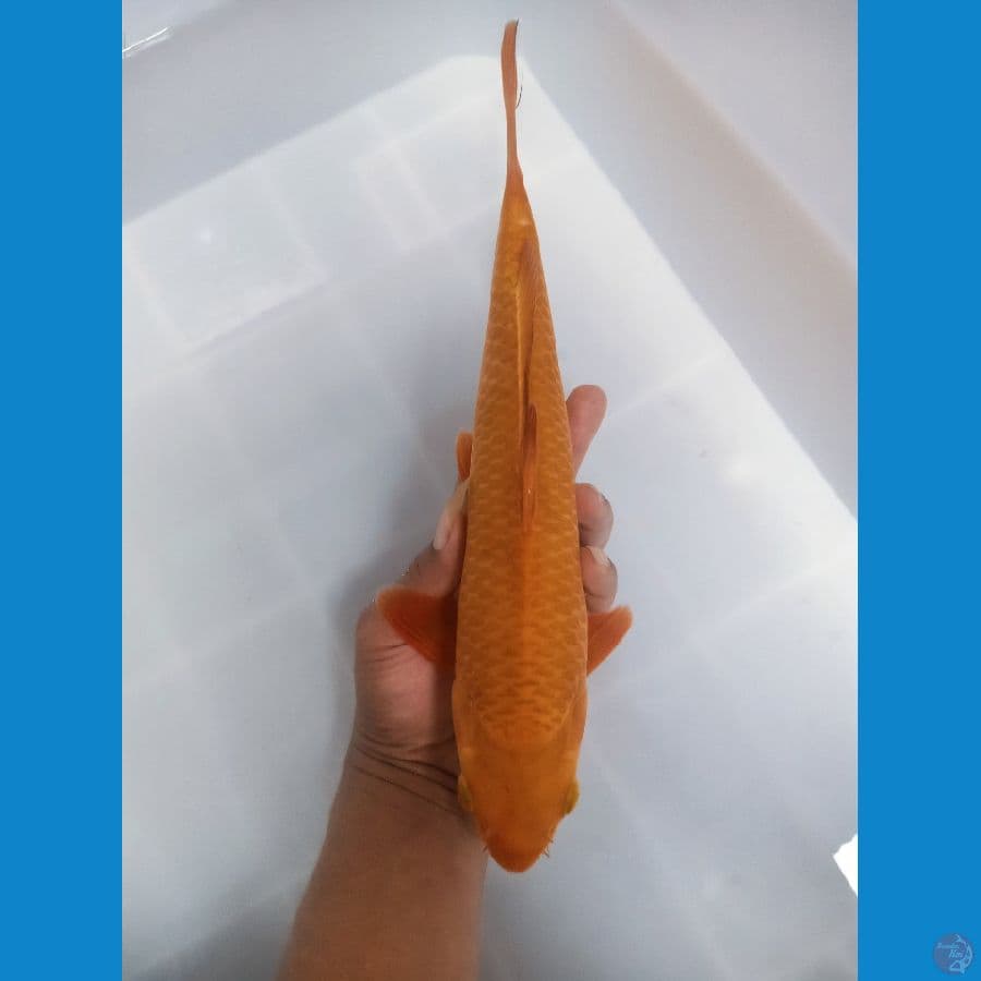 CARAMEL bahan keep 32cm /male