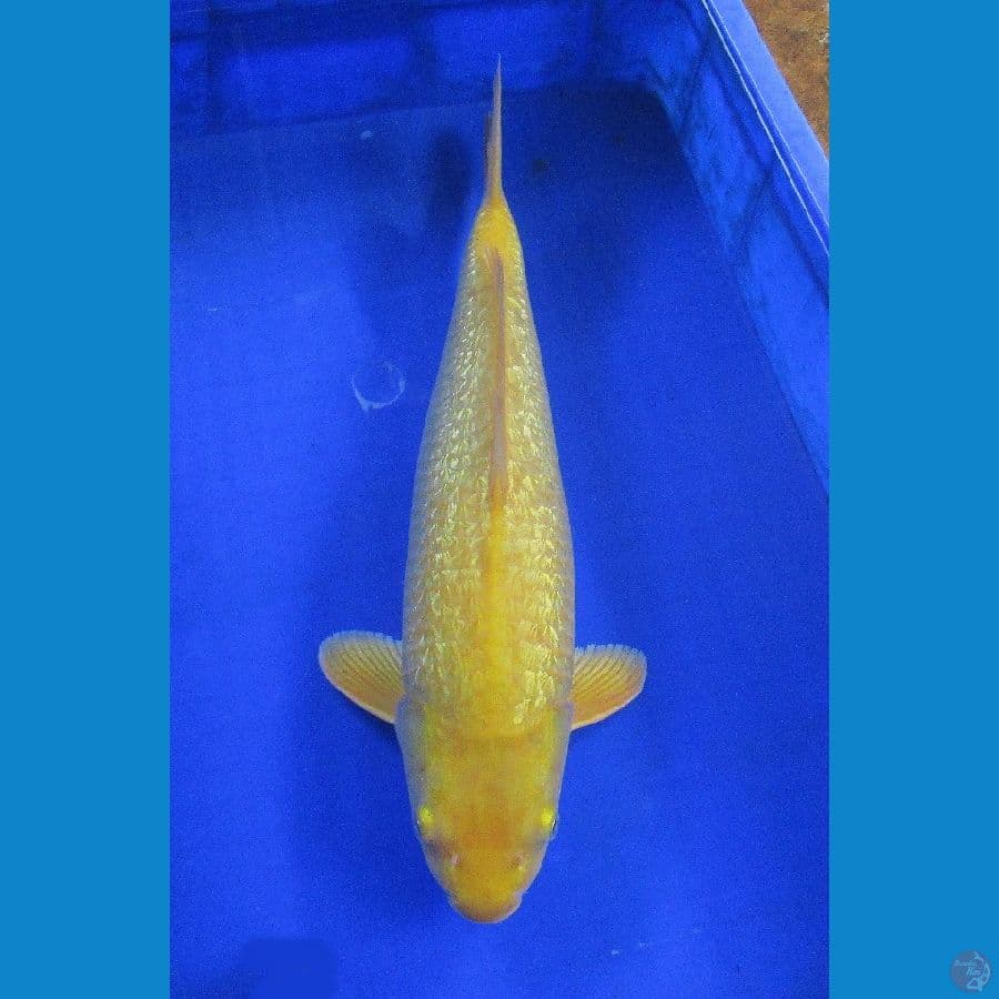 karashi ginrin ±43cm jantan