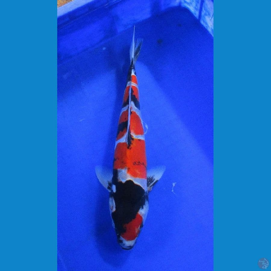 showa doitsu ±35cm
