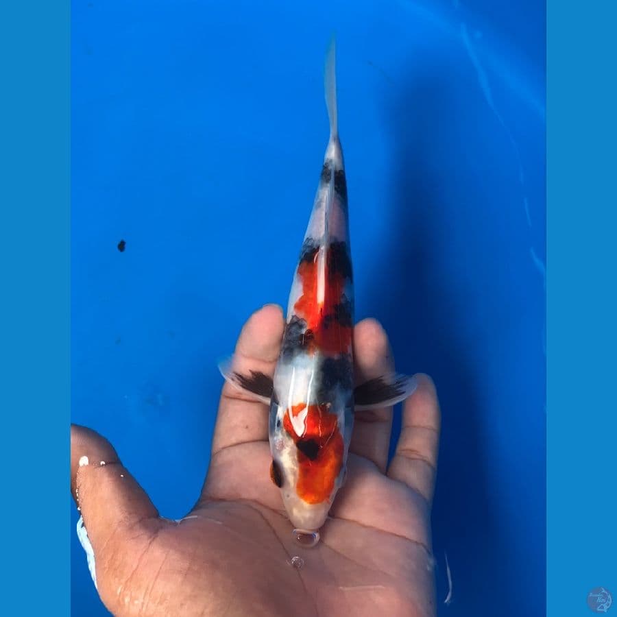 showa 18cm