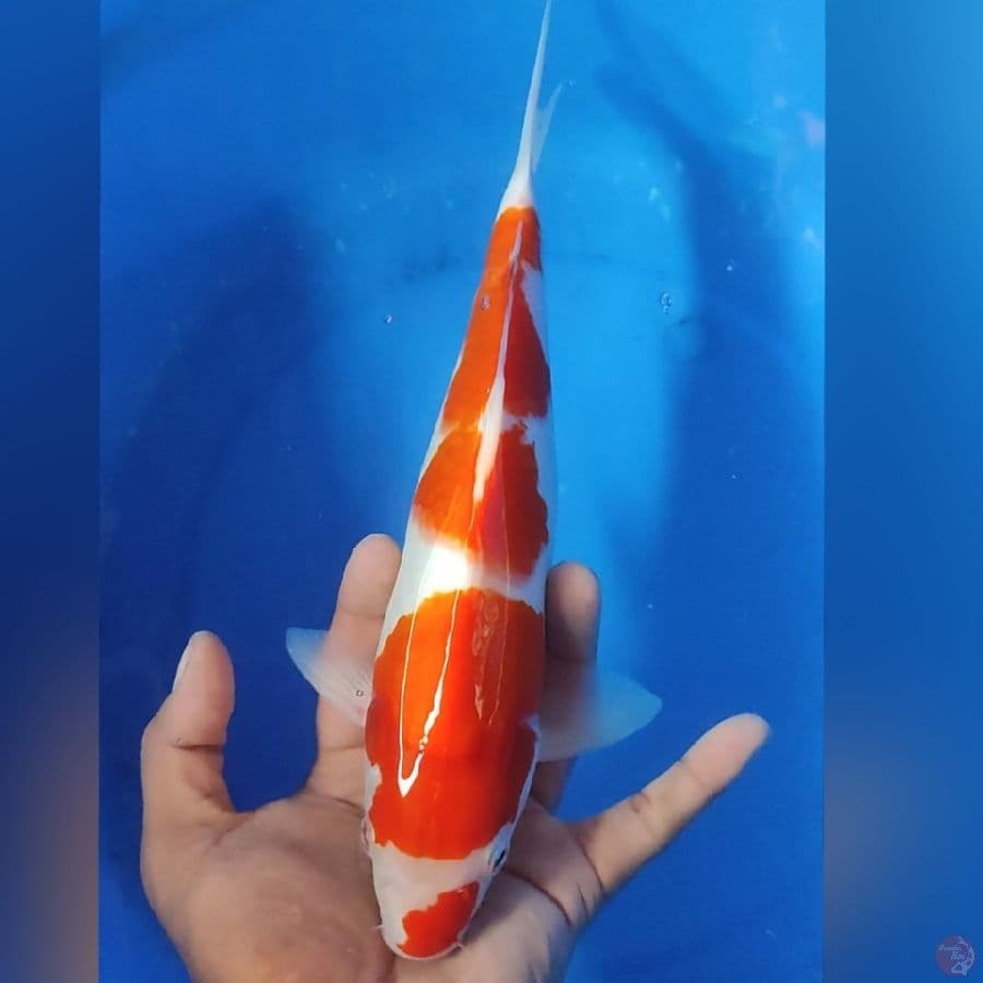 KOHAKU 30CM