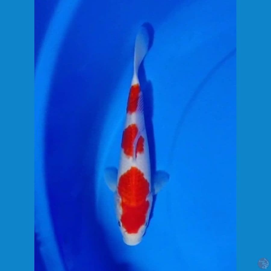 Kohaku HQ Original 20cm