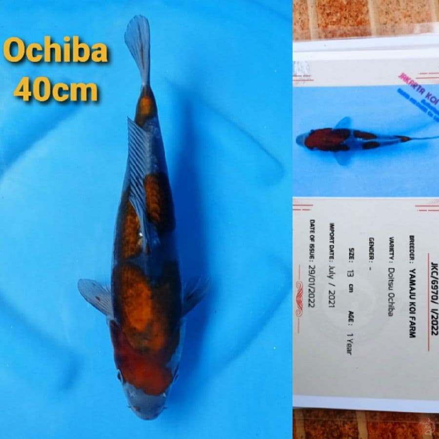 YAMAJYU OCHIBA DOITSU 40CM SERTI
