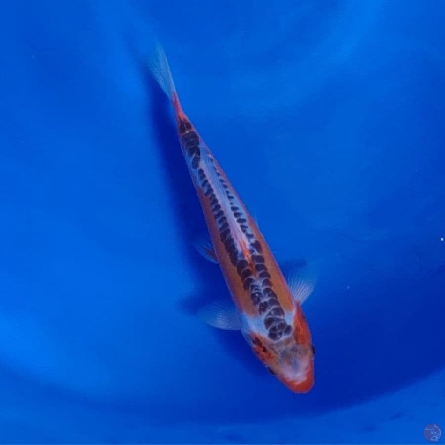 Koi Import Jepang Shusui (Sertifikat Yamaju) 23cm
