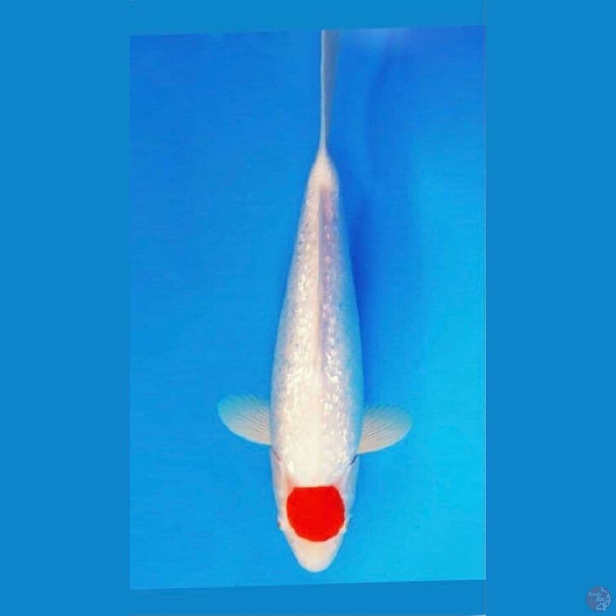 Tancho Kohaku